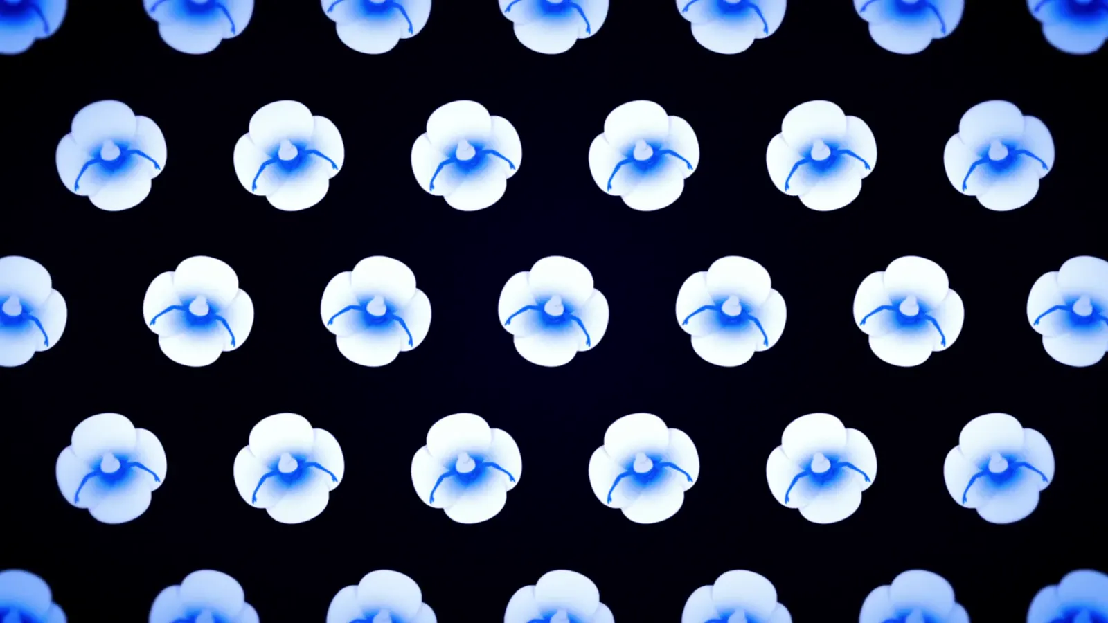 Draumr, Hydrangeas, video still